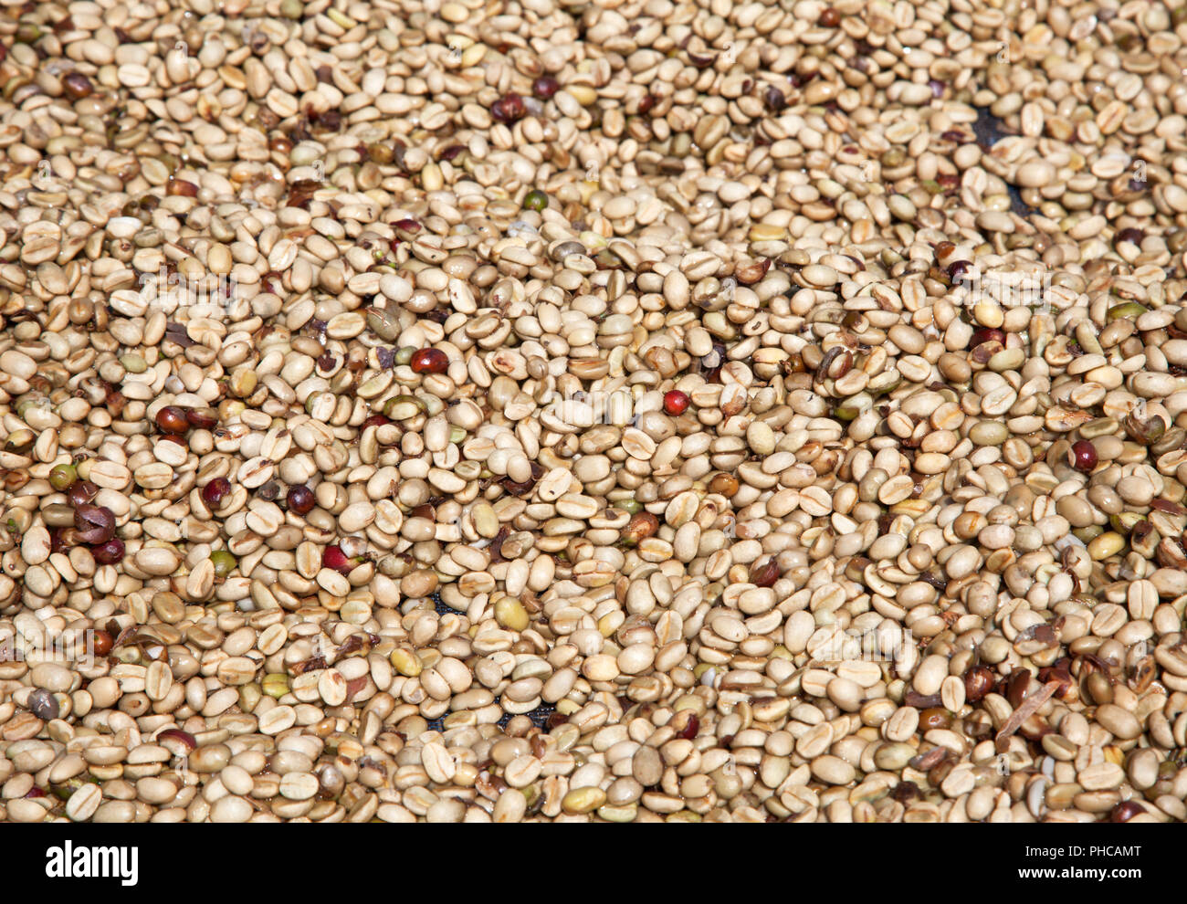 Grüne Kaffeebohnen Hintergrund Stockfoto