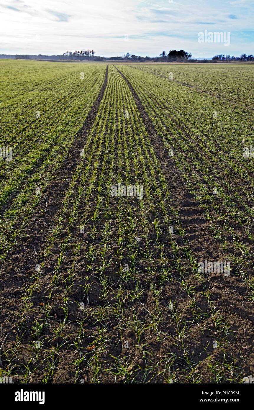 Feld mit jungen grünen Maispflanzen Stockfoto