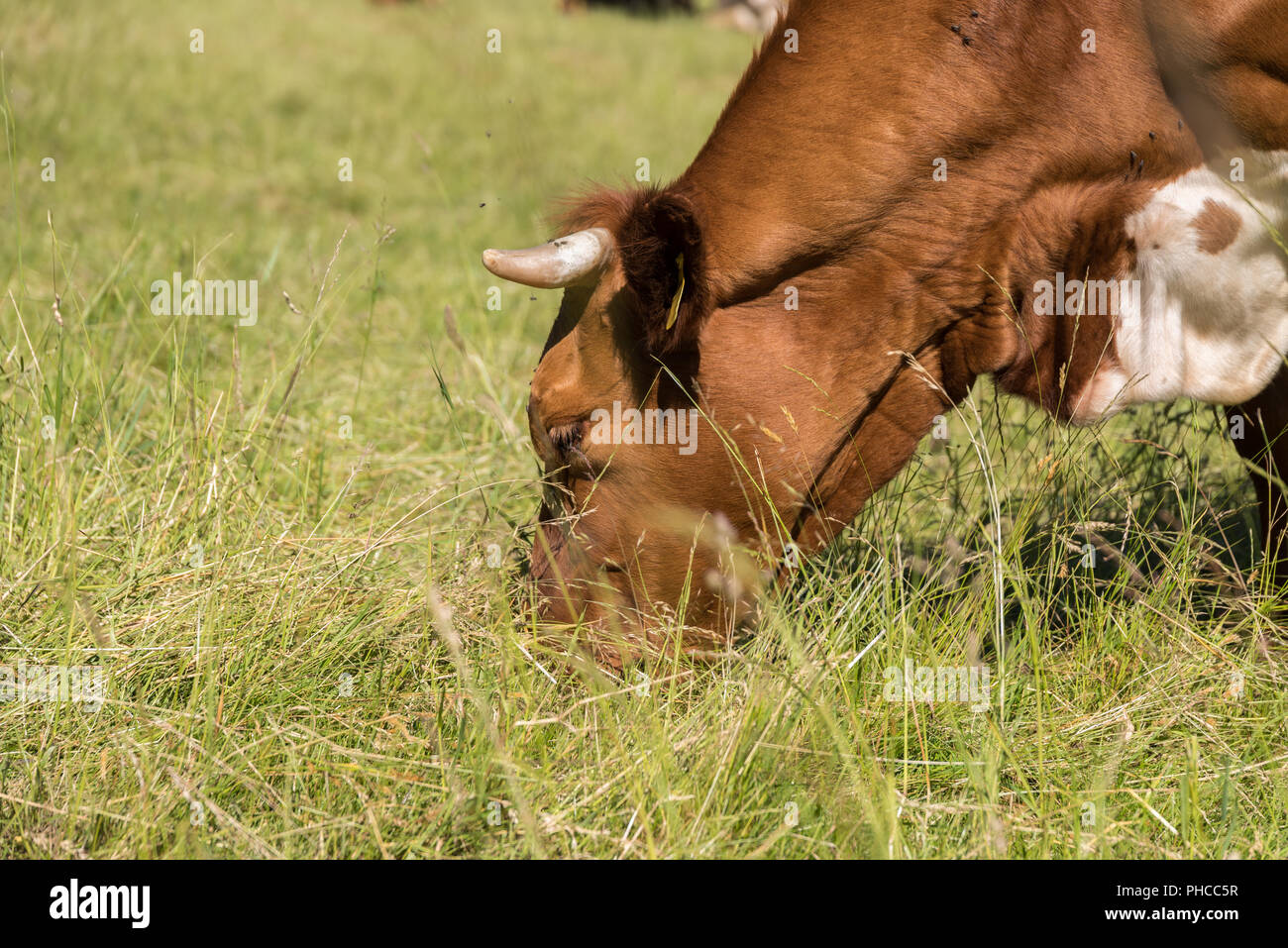 Vieh Essen auf der Weide in der Nähe von Kuh Stockfoto