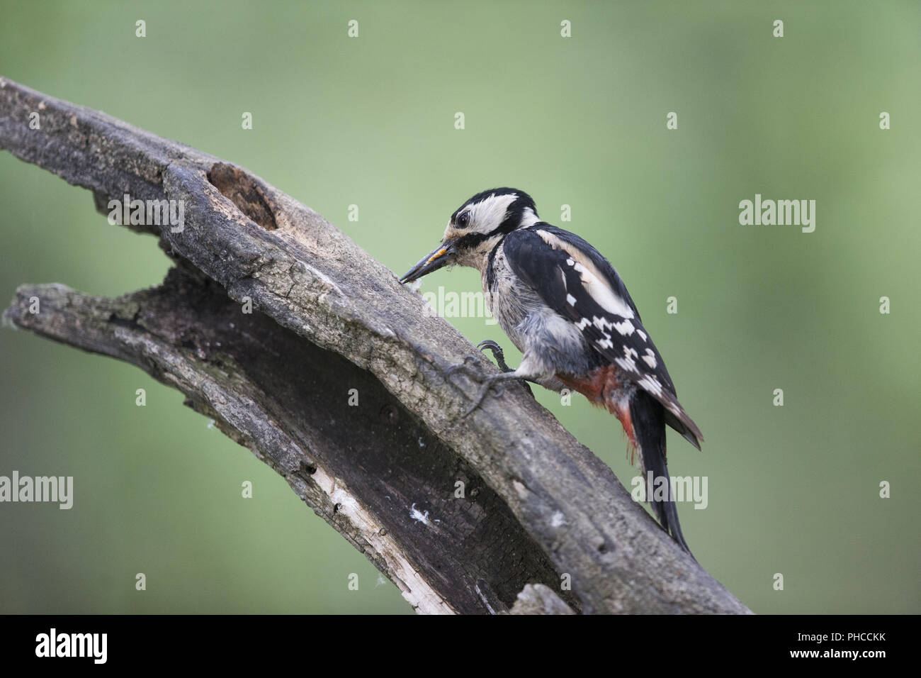 Große spottet Specht auf einem Zweig Stockfoto