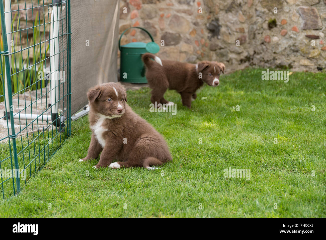 Welpen neugierig im Garten - Australian Shepherd dogbabies Stockfoto