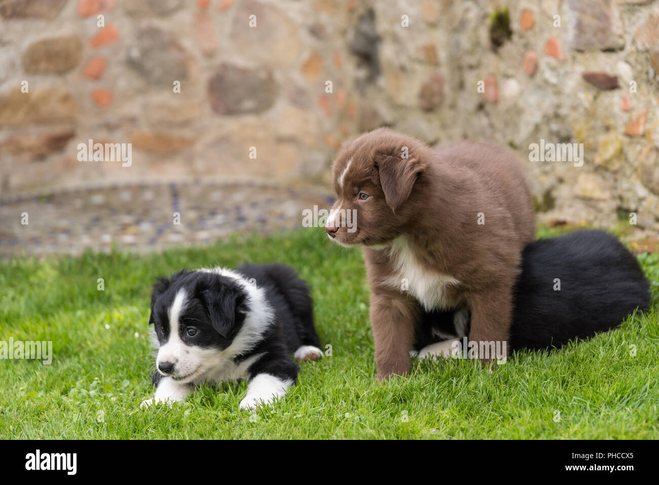 Neugierigen Hund Welpen im Garten - close-up Australian Shepherds Stockfoto