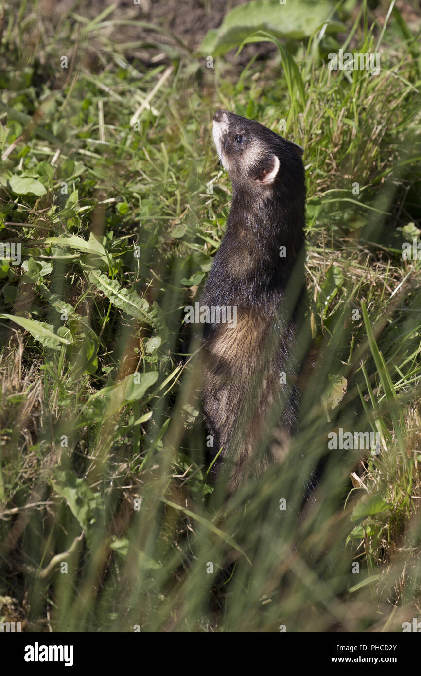 Europäischen Iltis Stockfoto