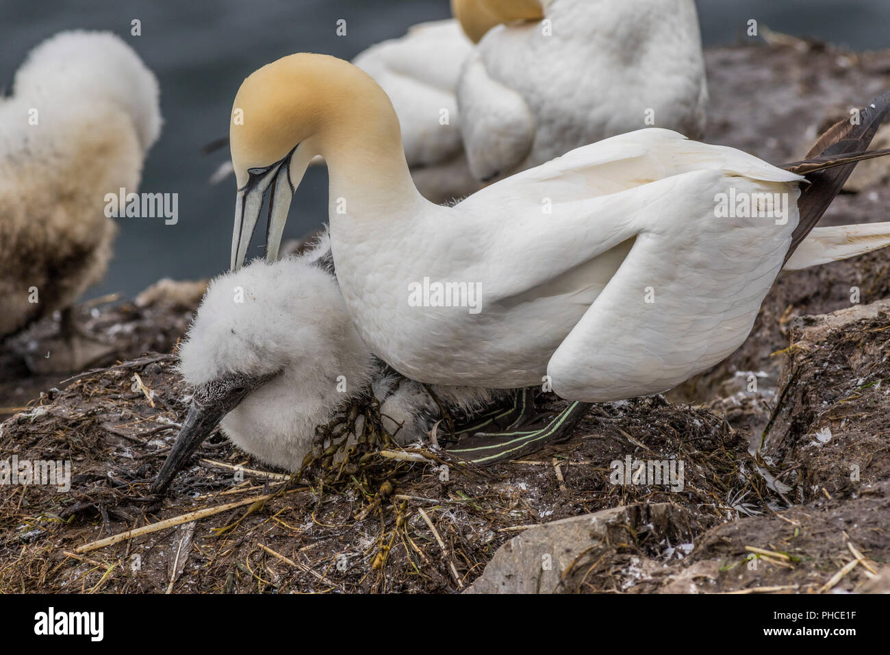 Northern Gannet am Cape St. Mary's Seabird Sanctuary Eltern und Nachkommen Küken Stockfoto