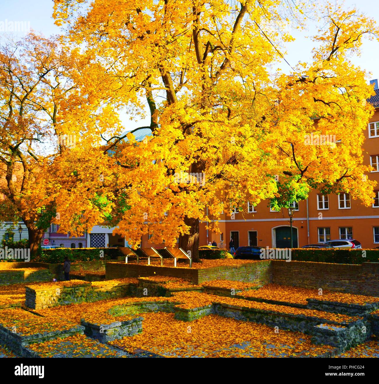 Mit goldenen Blätter im Herbst in der Stadt Augsburg am Tag Baum Stockfoto