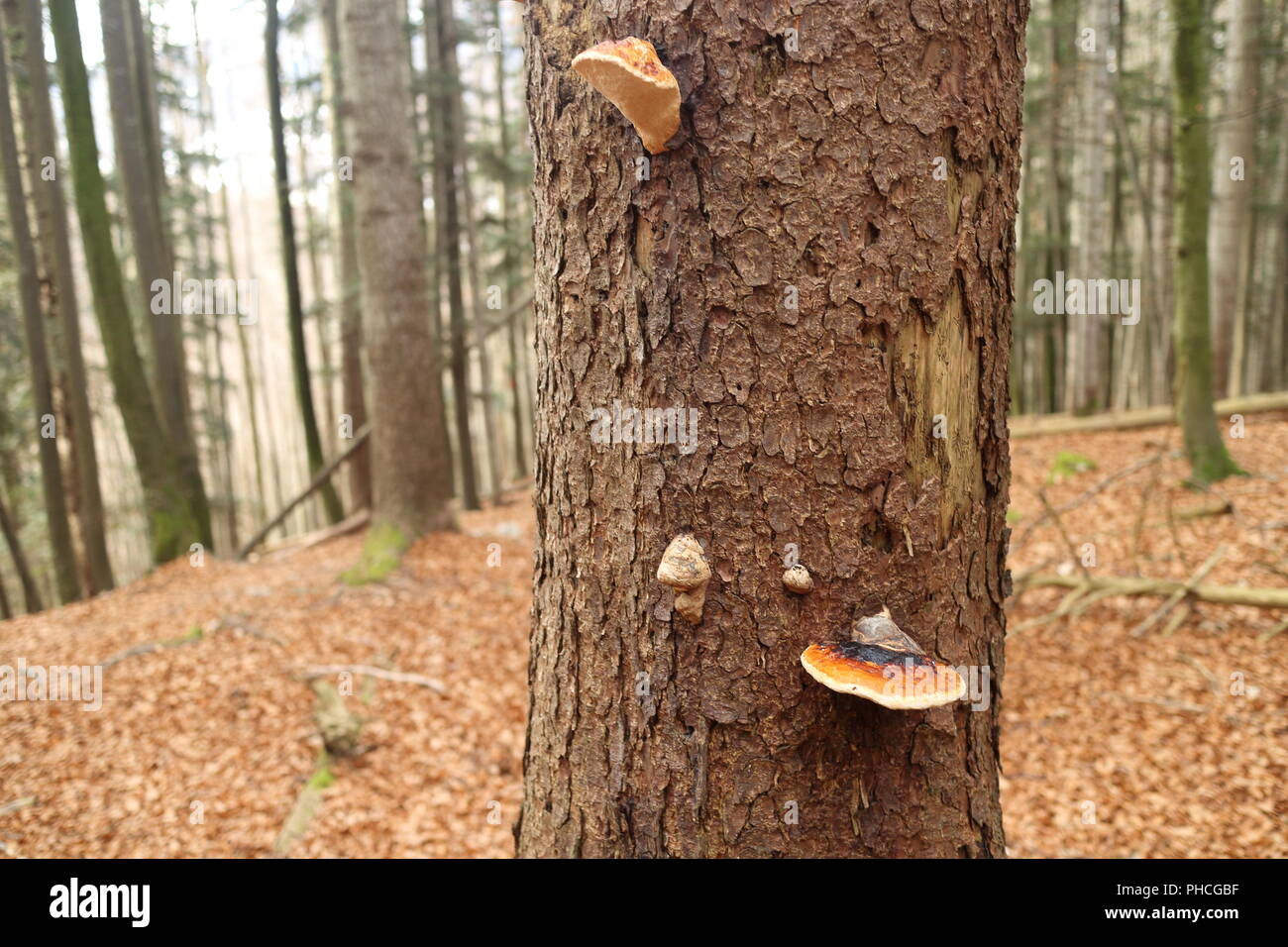 Pilze auf einem alten Baum Stockfoto