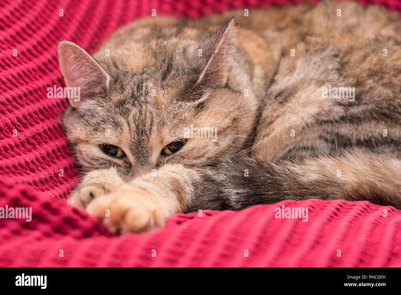 Graue Katze bequem auf einem Sofa closeup Stockfoto