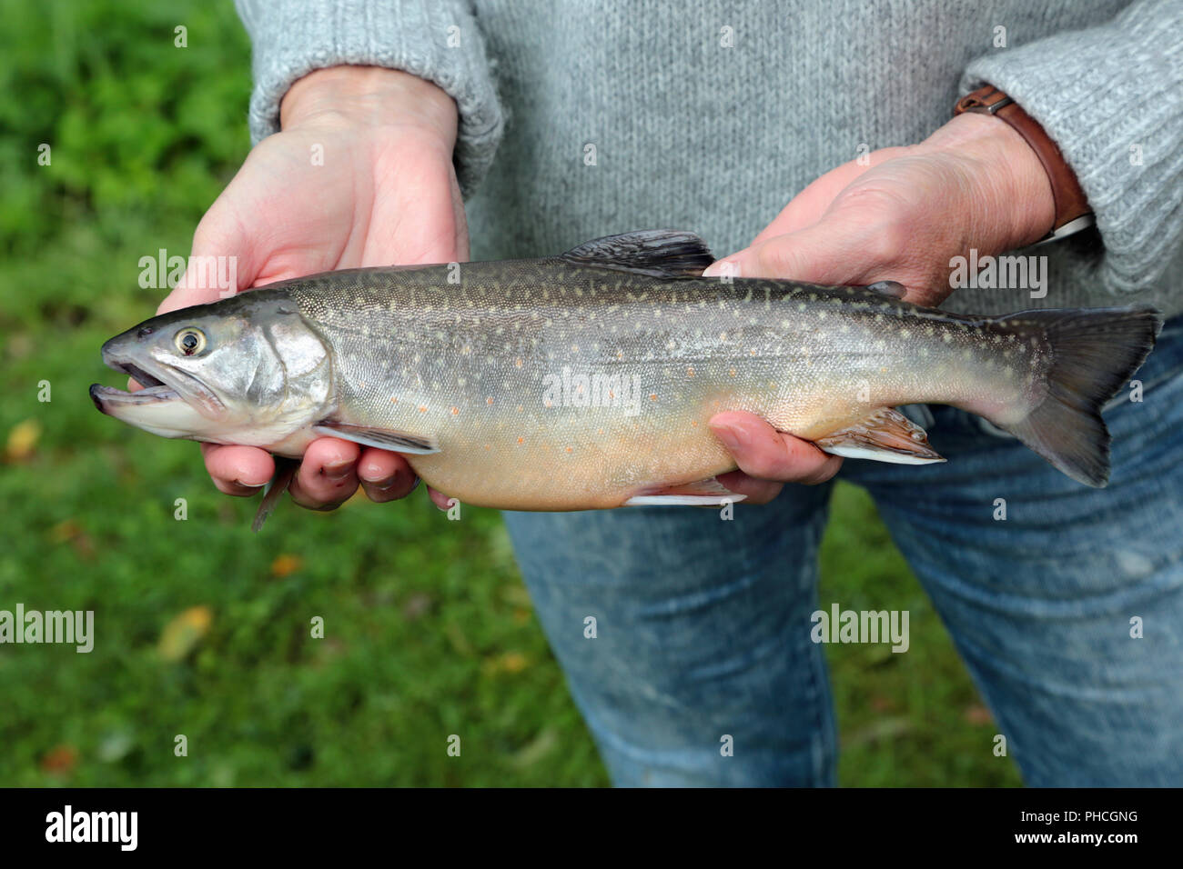 Bachforellen, Salvelinus fontinalis Stockfoto