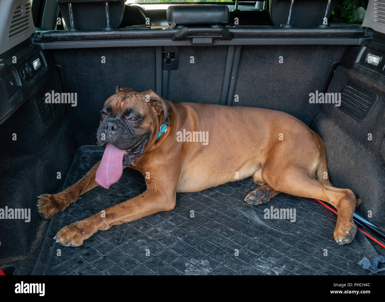 Triest, Italien, 19. August 2018. Ein Boxer Hund (Deutscher Boxer) liegt im Kofferraum eines Autos nach dem Training. Foto von Enrique Ufer Stockfoto
