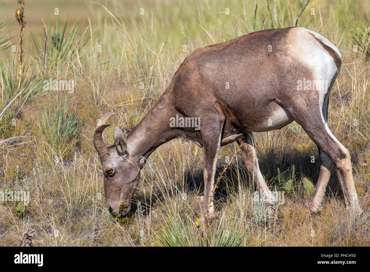 Bighorn Schafe (Ovis canadensis) weibliche Beweidung in Highland Prärie Badlands National Park, South Dakota, USA Stockfoto