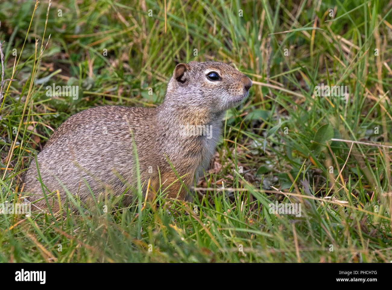 Uinta Erdhörnchen (Urocitellus armatus) Porträt, Yellowstone National Park, Wyoming, USA Stockfoto