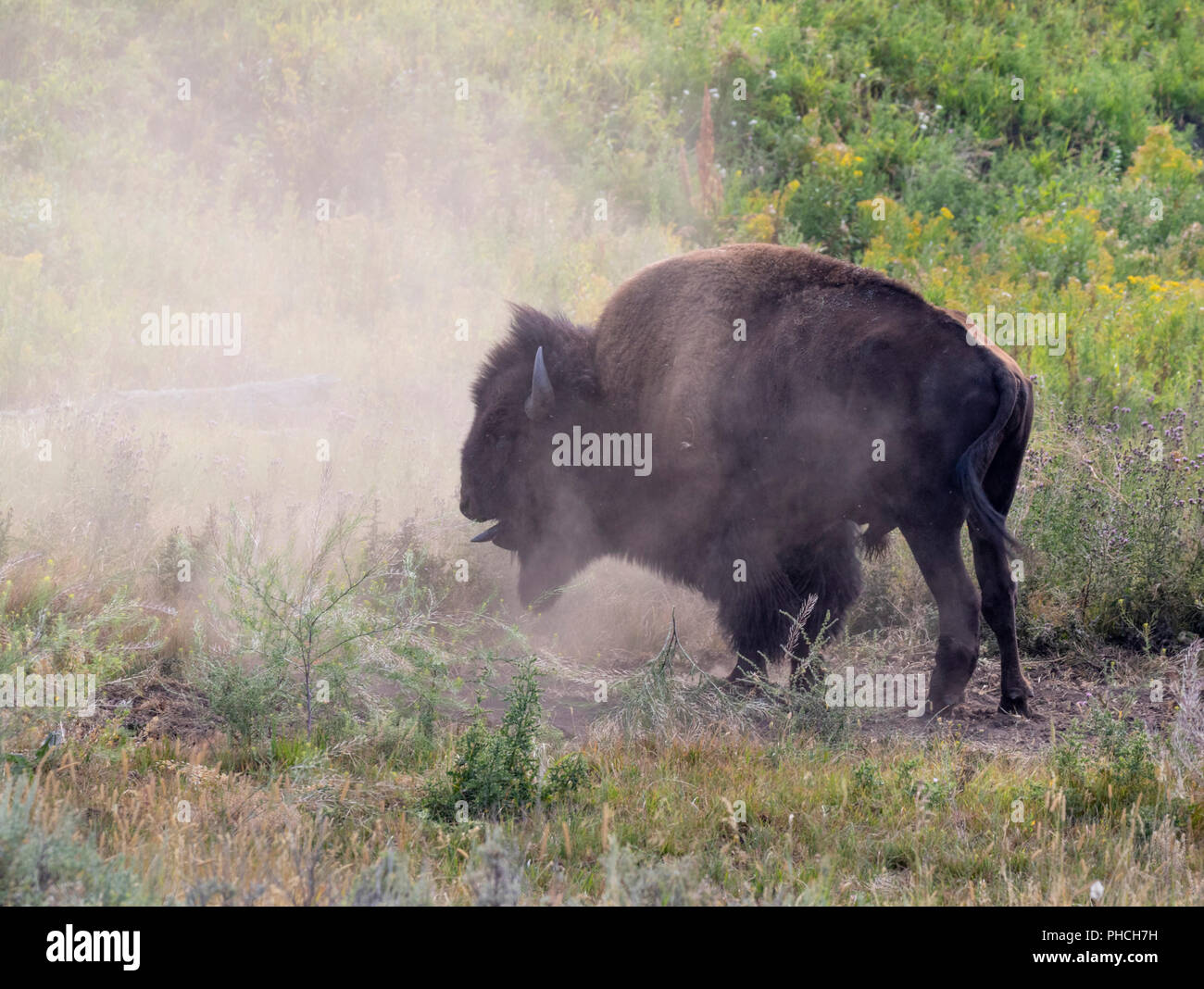 Amerikanische Bison (Bison bison) männliche Berufung während der brunft Jahreszeit, Yellowstone National Park, Wyoming, USA. Stockfoto