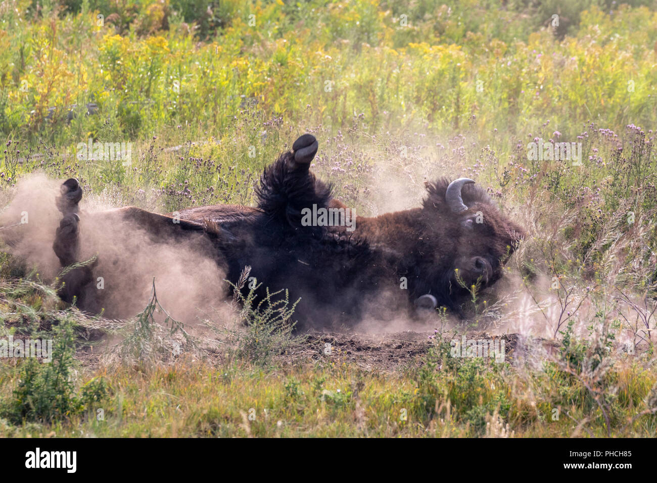 Amerikanische Bison (Bison bison) männlichen Rollen in einem wälzen sich Staub Badewanne, Yellowstone National Park, Wyoming, USA. Stockfoto