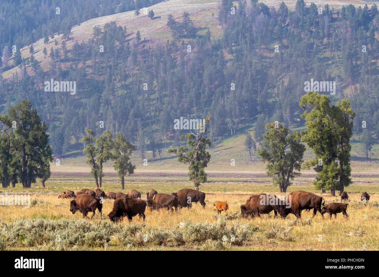 Amerikanische Bison (Bison bison) Herde weiden entlang Lamar River, Yellowstone National Park, Wyoming, USA. Stockfoto