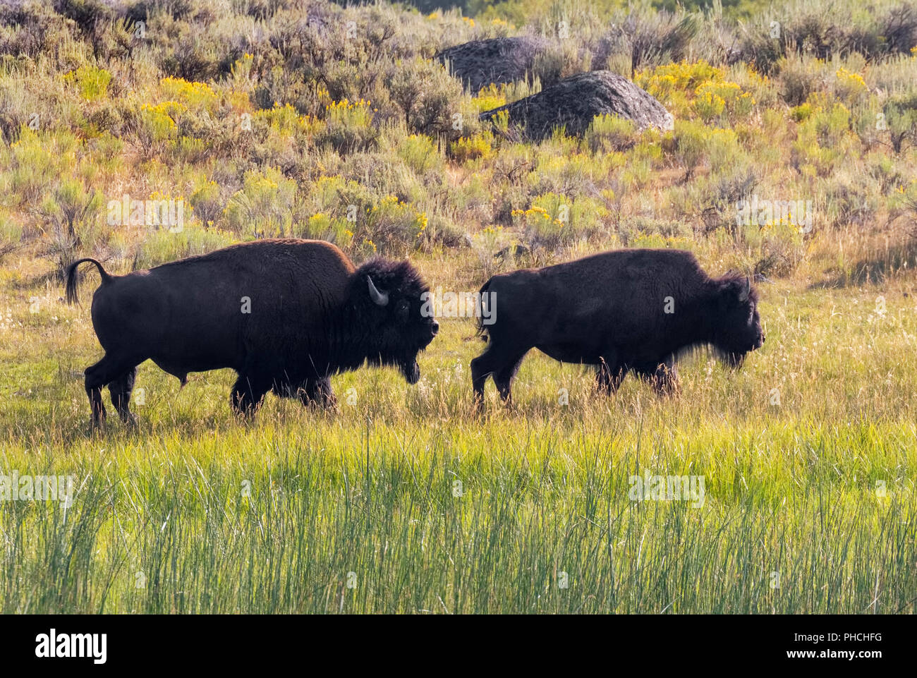 Amerikanische Bison (Bison bison) männlich weiblich während der brunft Jagen Jahreszeit, Yellowstone National Park, Wyoming, USA. Stockfoto