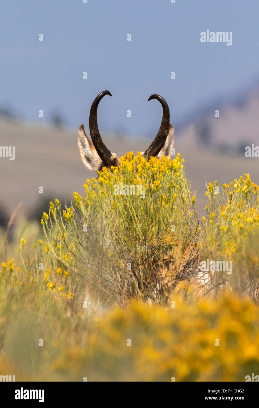 Pronghorn (Antilocapra americana) Männliche versteckt sich hinter hohen Gras in Highland Prairie, Yellowstone National Park, Wyoming, USA Stockfoto