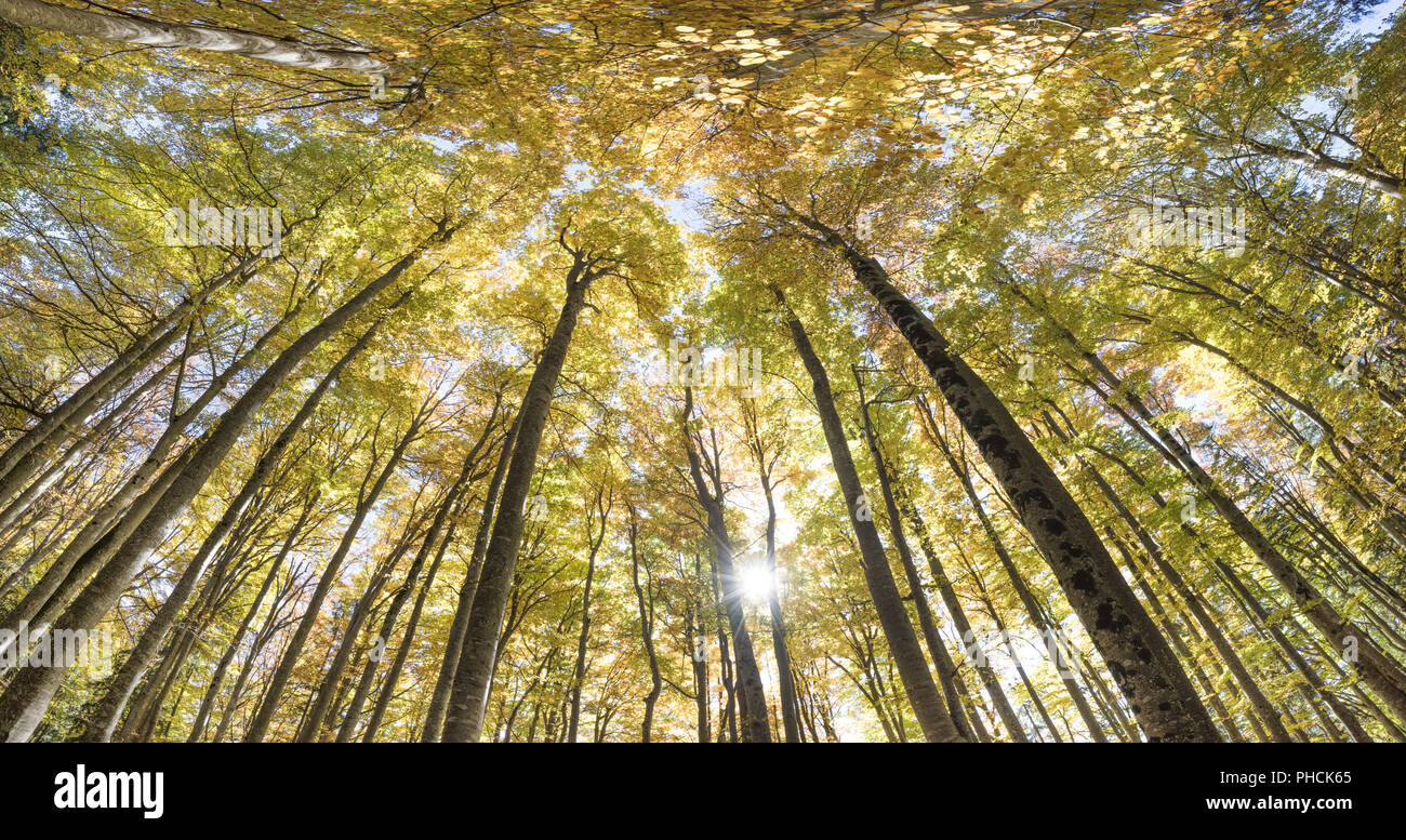 Goldener Herbst im Buche Wald Stockfoto