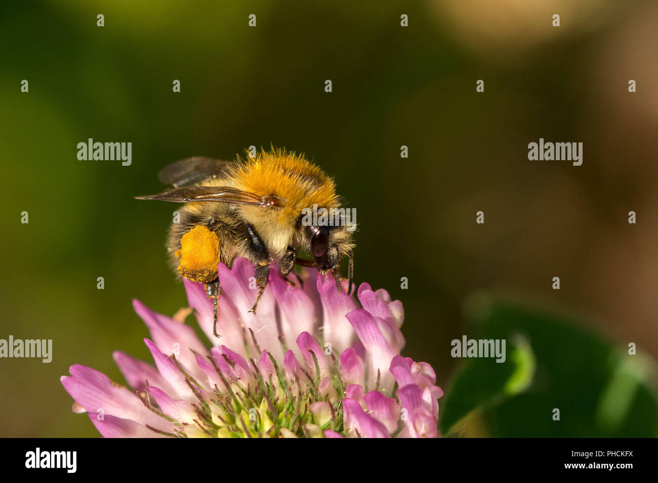 Gemeinsame carder - Biene Stockfoto