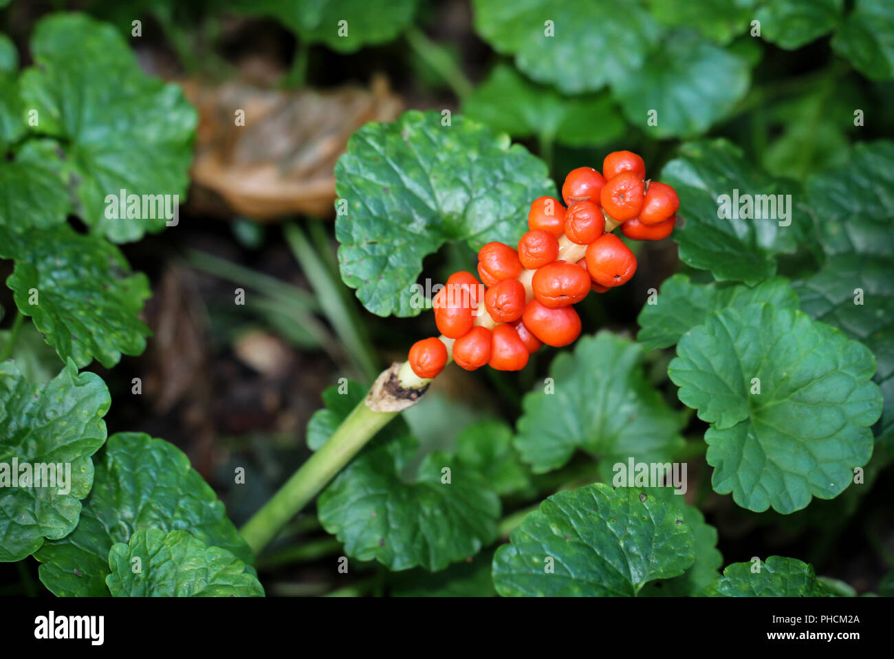 Arum, (Araceae), die giftige Pflanze Stockfoto