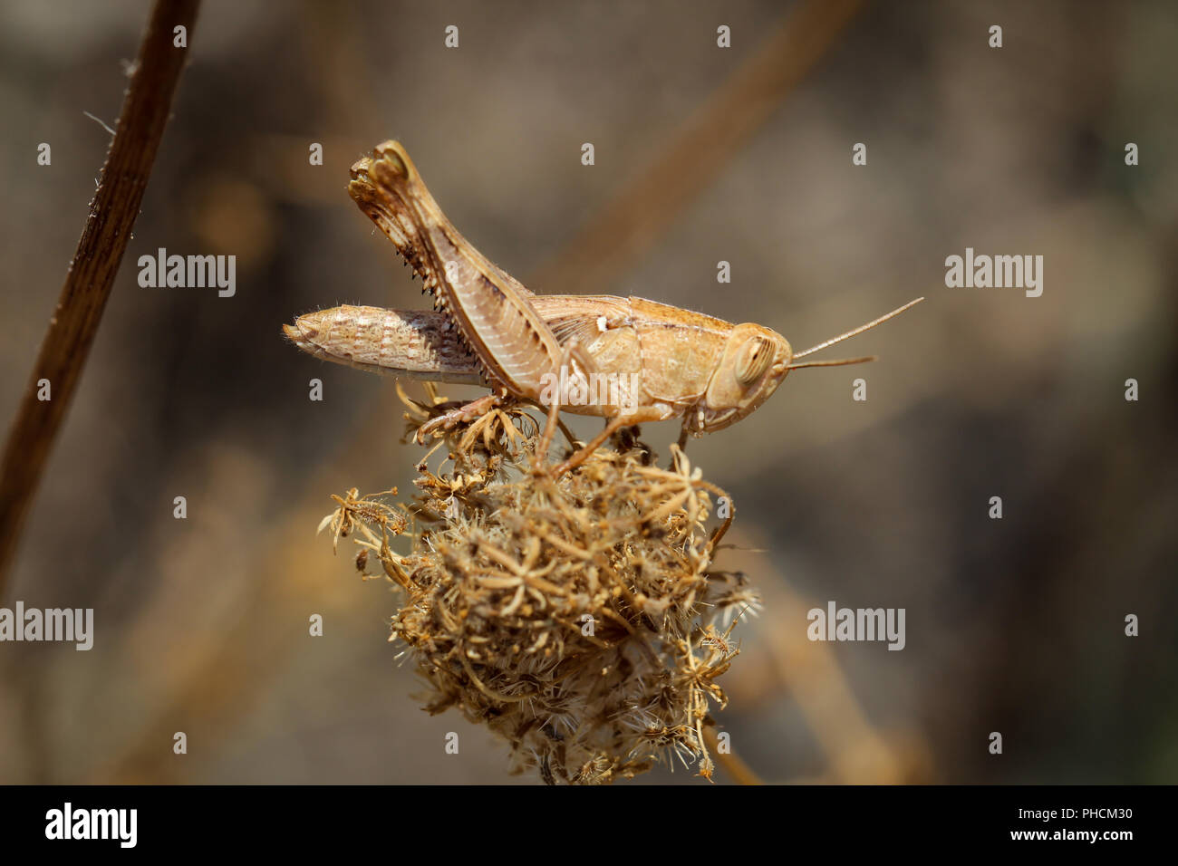 Grasshopper, Cricket Stockfoto