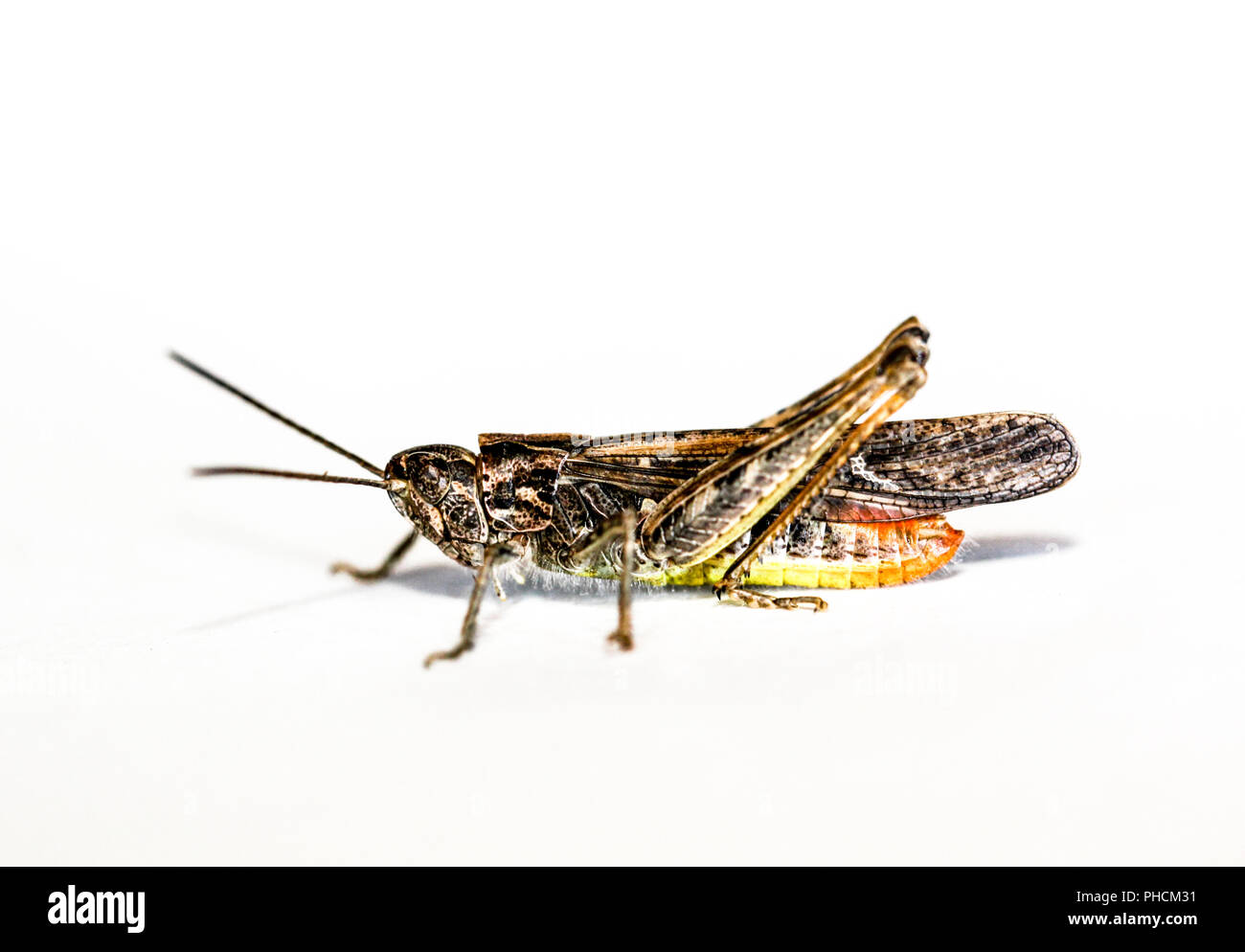 Grasshopper, Cricket Stockfoto