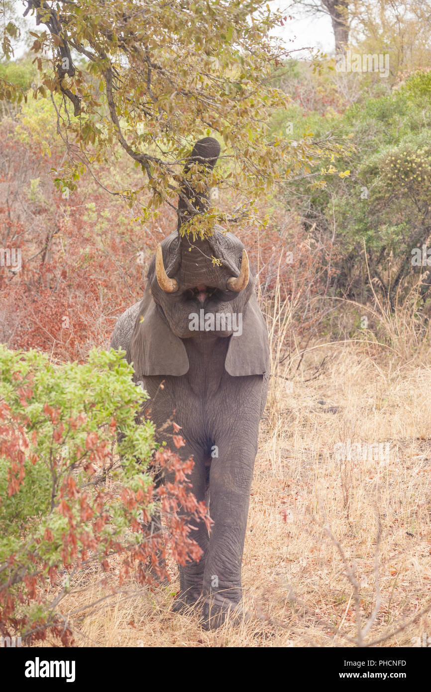 Afrikanischer Elefant Essen Stockfoto