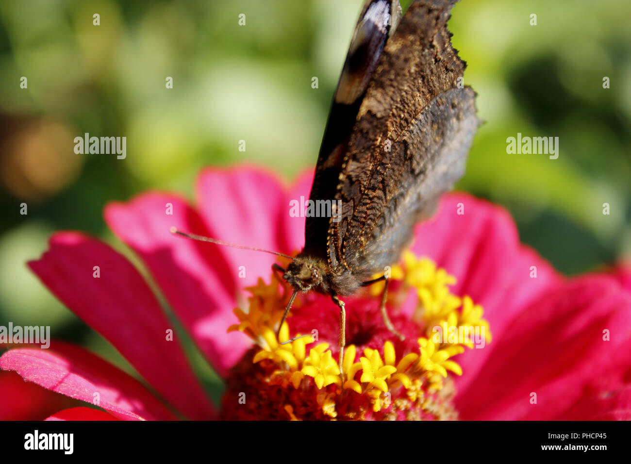 Makro von: butterfly Peacock eye Nektar sammeln auf die ZINNIA Stockfoto