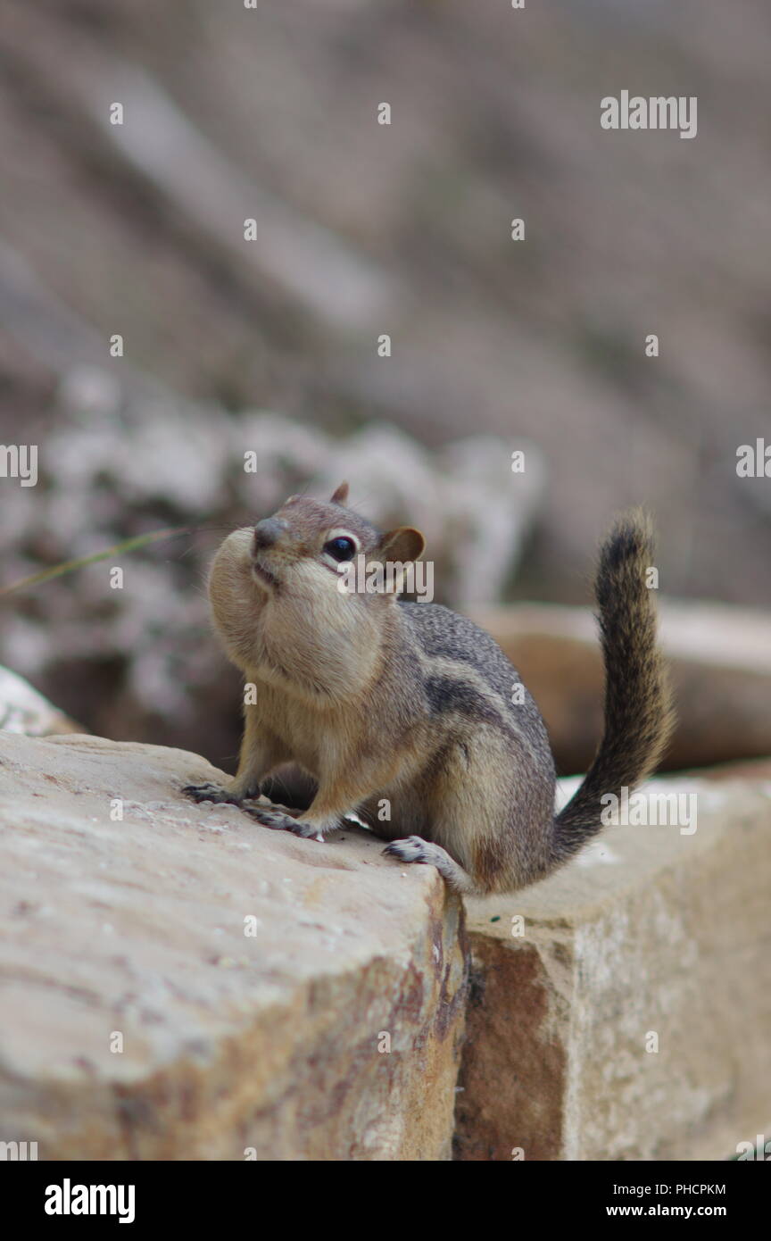Ein Eichhörnchen mit seinen Wangen voll Stockfoto