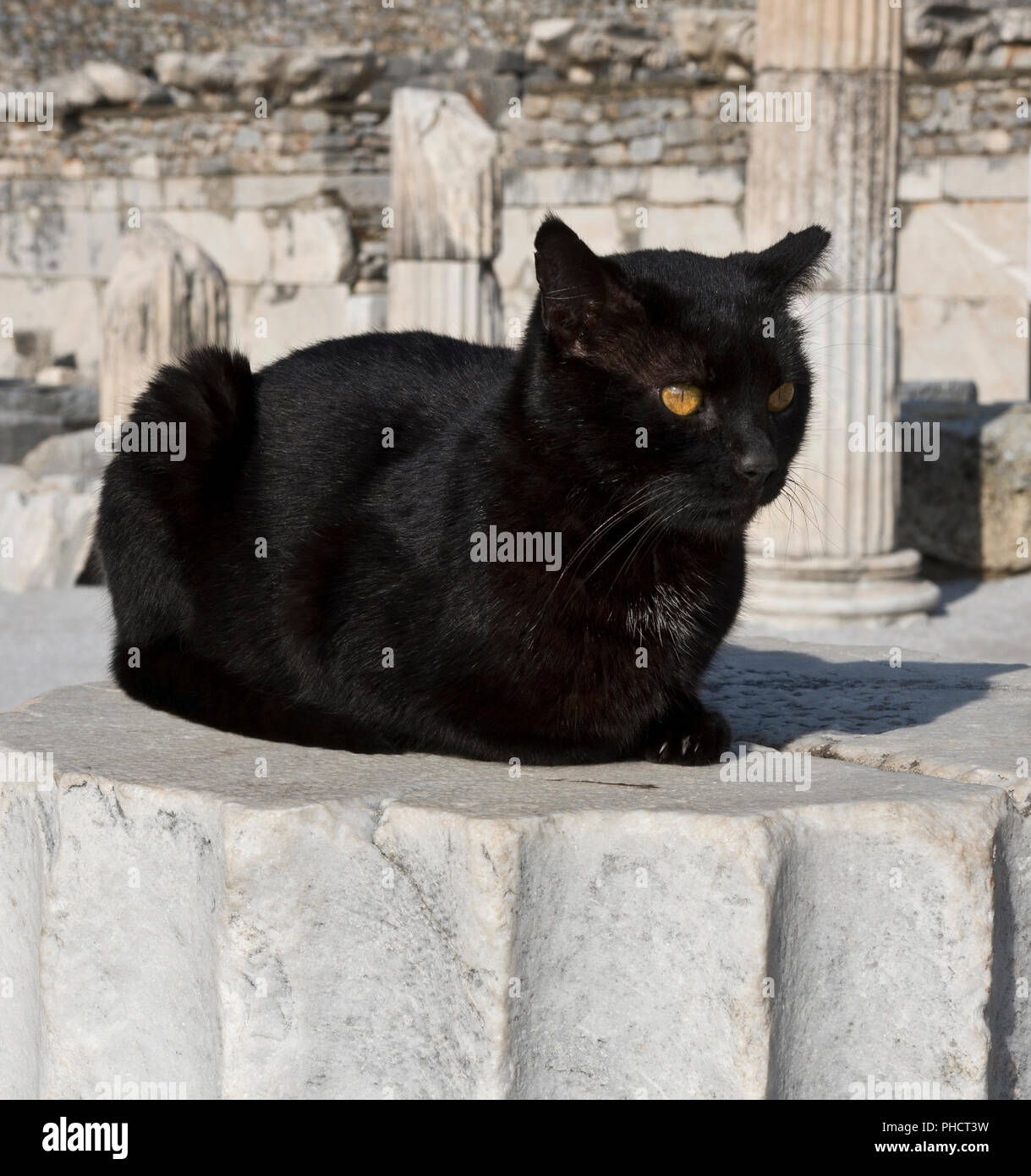 Schwarze Katze sitzt auf einer alten römischen Säule in Ephesus, Türkei Stockfoto
