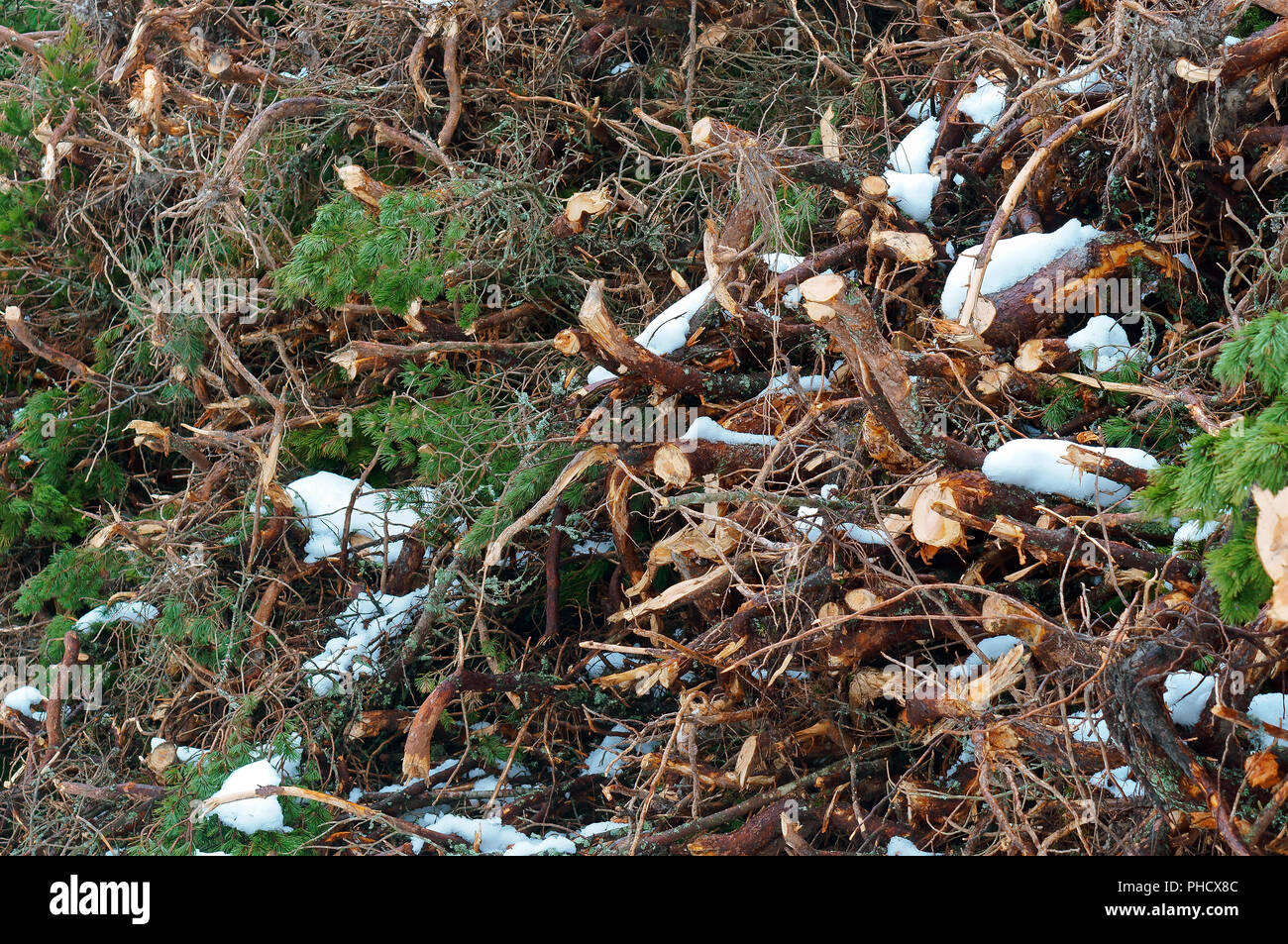 Gesägt Bäume unter Schnee, Protokollierung im Winter Stockfoto