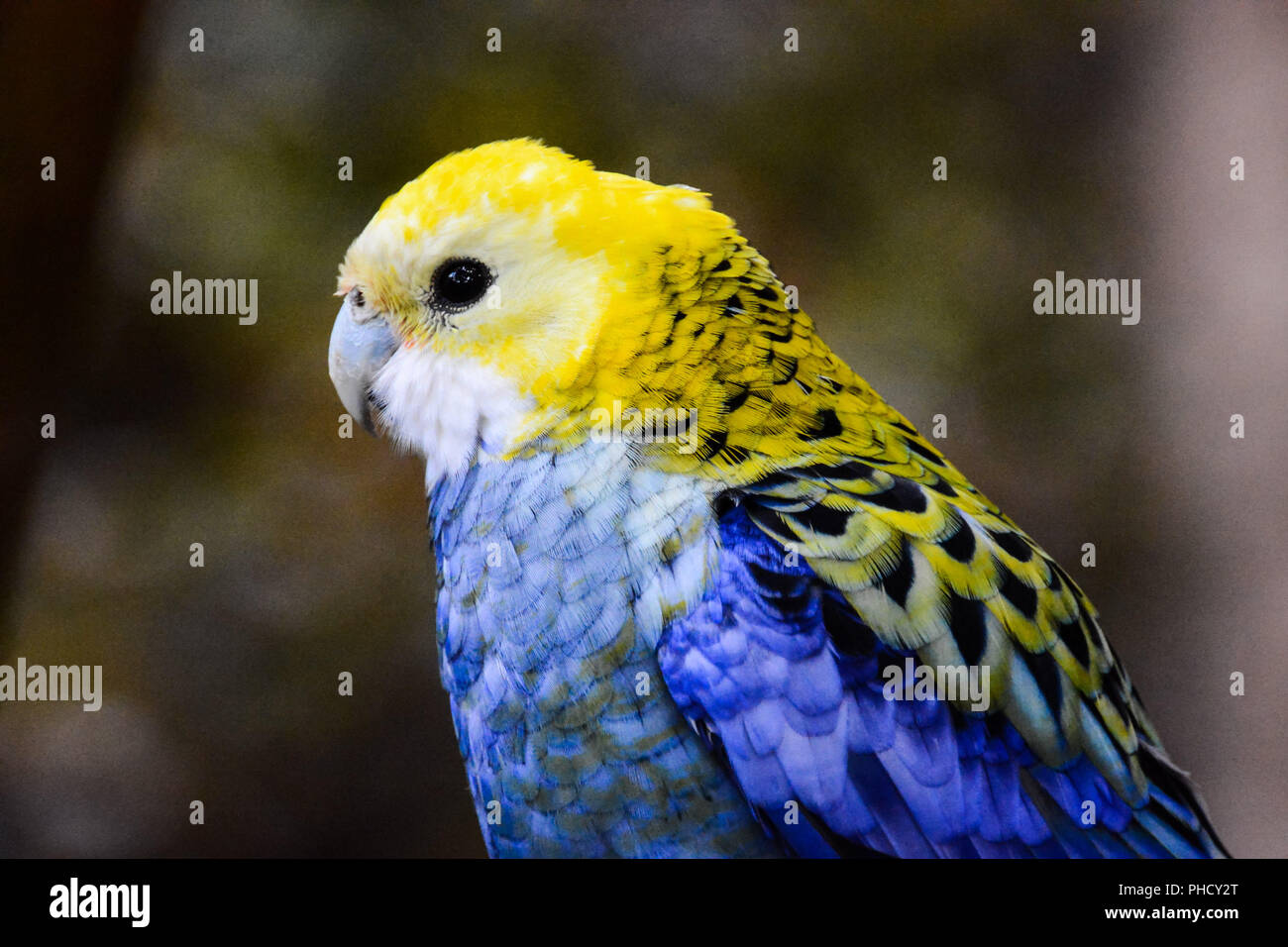 Farbige Tropical Parrot Stockfoto