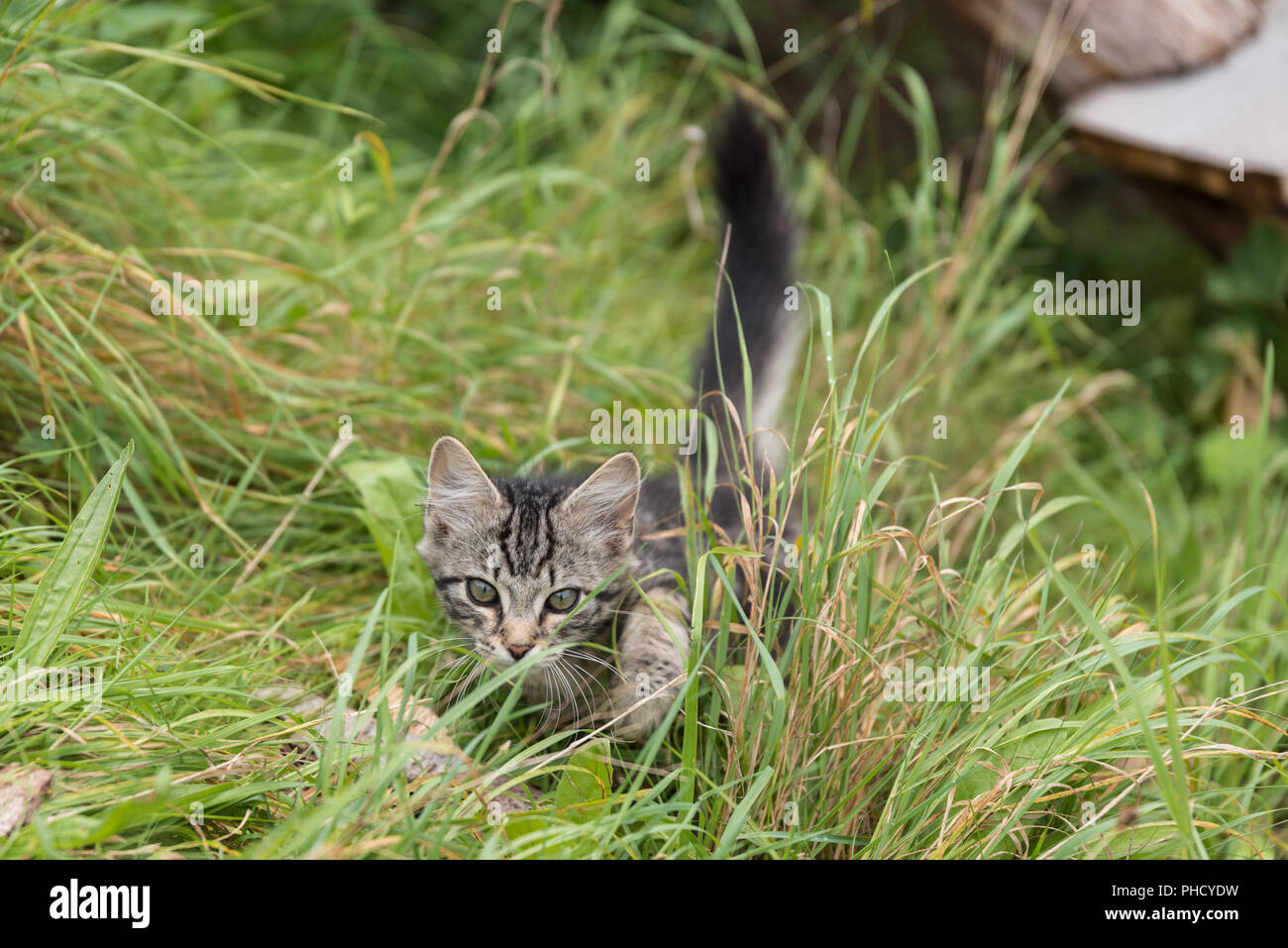 Kätzchen schleicht sich in die Wiese - Nahaufnahme Porträt Stockfoto