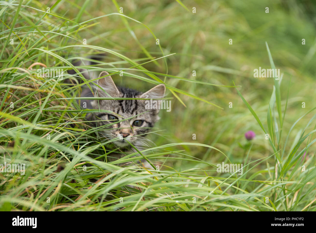 Kleine Kätzchen kriecht auf der Wiese rund um Stockfoto