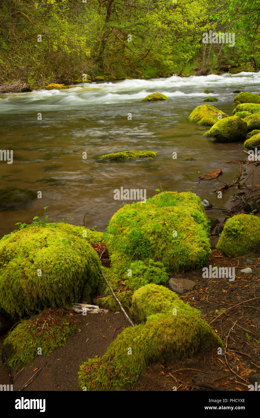 Salt Creek, Willamette National Forest, Oregon Stockfoto