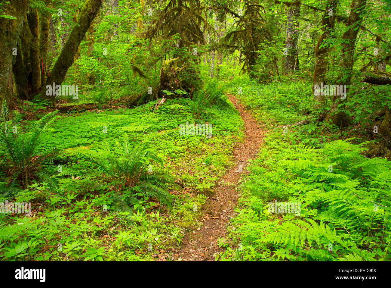 Dummes Zeug Flat Trail, West Cascades Scenic Byway, Willamette National Forest, Oregon Stockfoto
