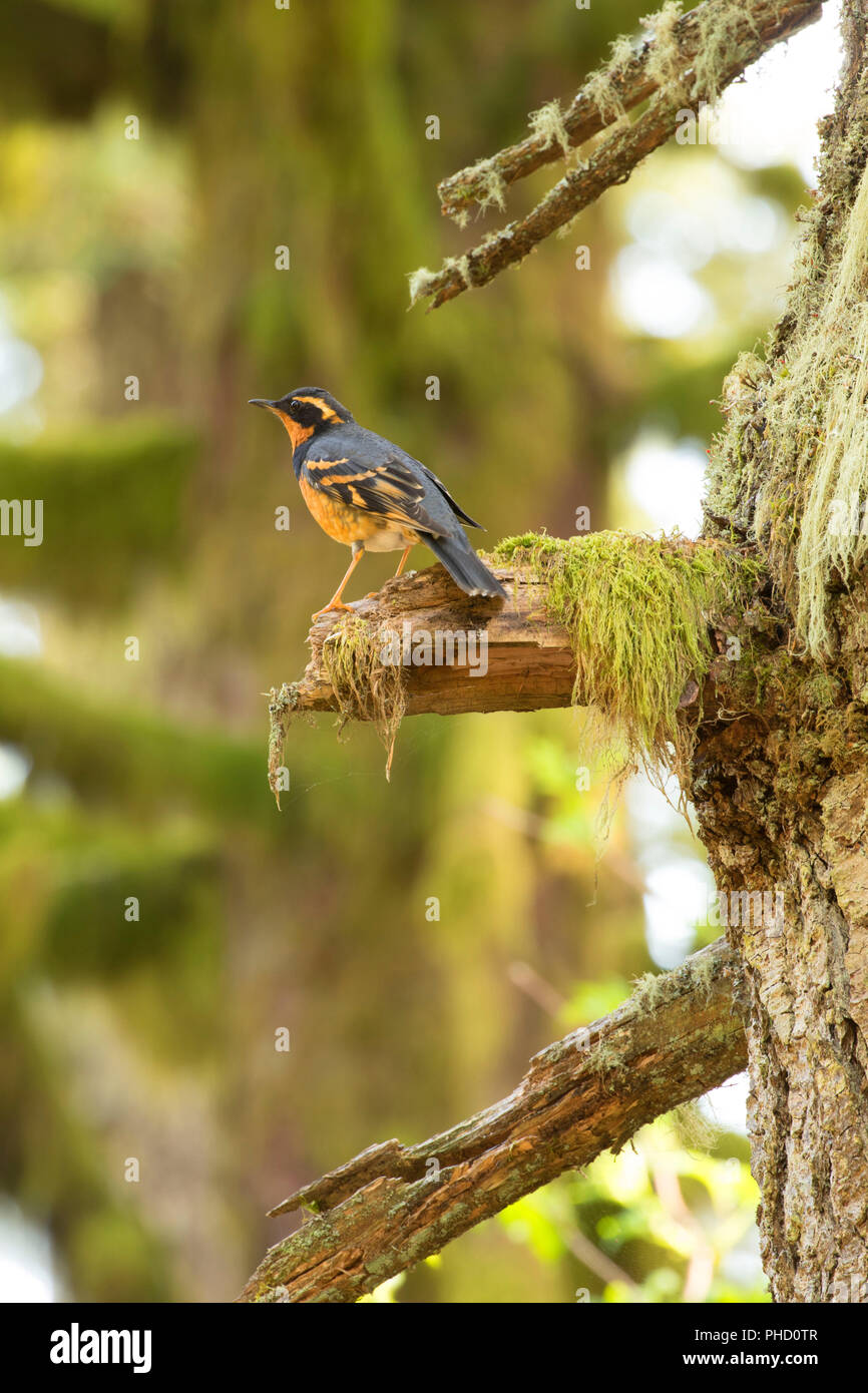 Abwechslungsreiche Thrush, siuslaw National Forest, Oregon Stockfoto