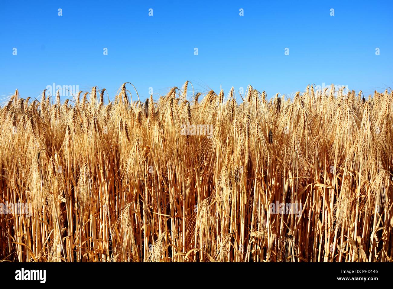 Feld von Weizen, Gerste, Roggen Stockfoto