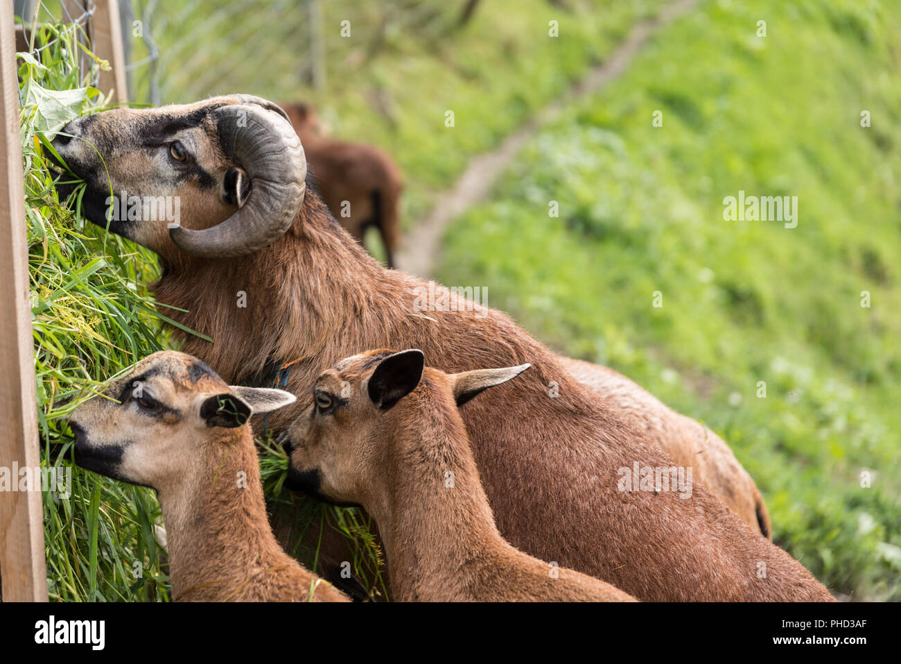 In der Nähe von mehrere schöne Mufflons in Gras essen Stockfoto