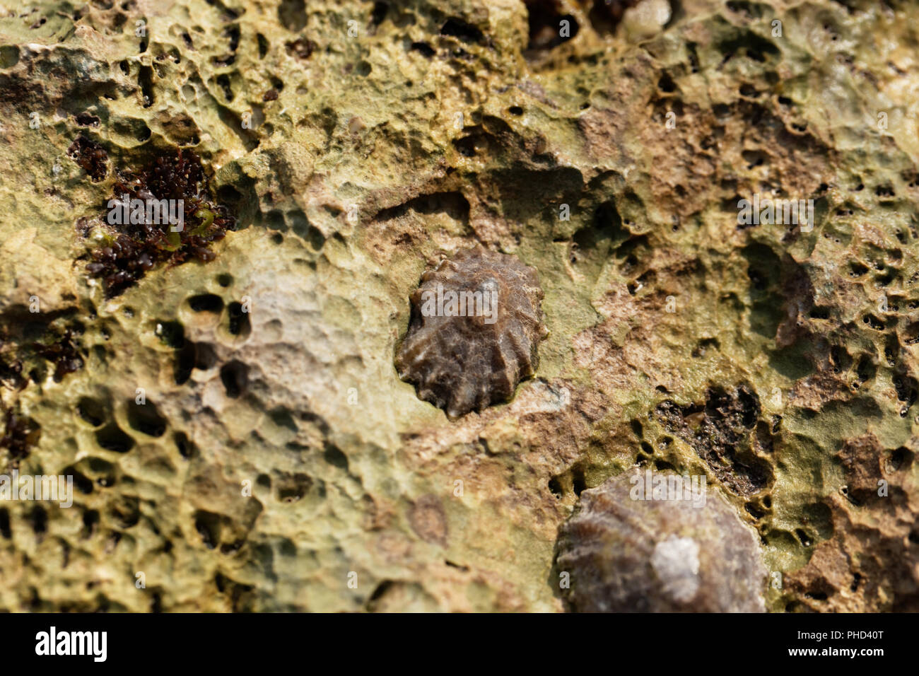 Gemeinsame limpet Schnecke (Patella Vulgata) auf einem Felsen. Stockfoto