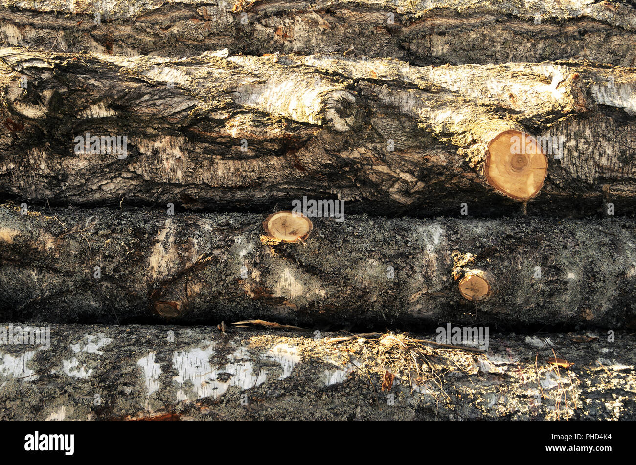 Stapel Holz gefällten Birke Stockfoto