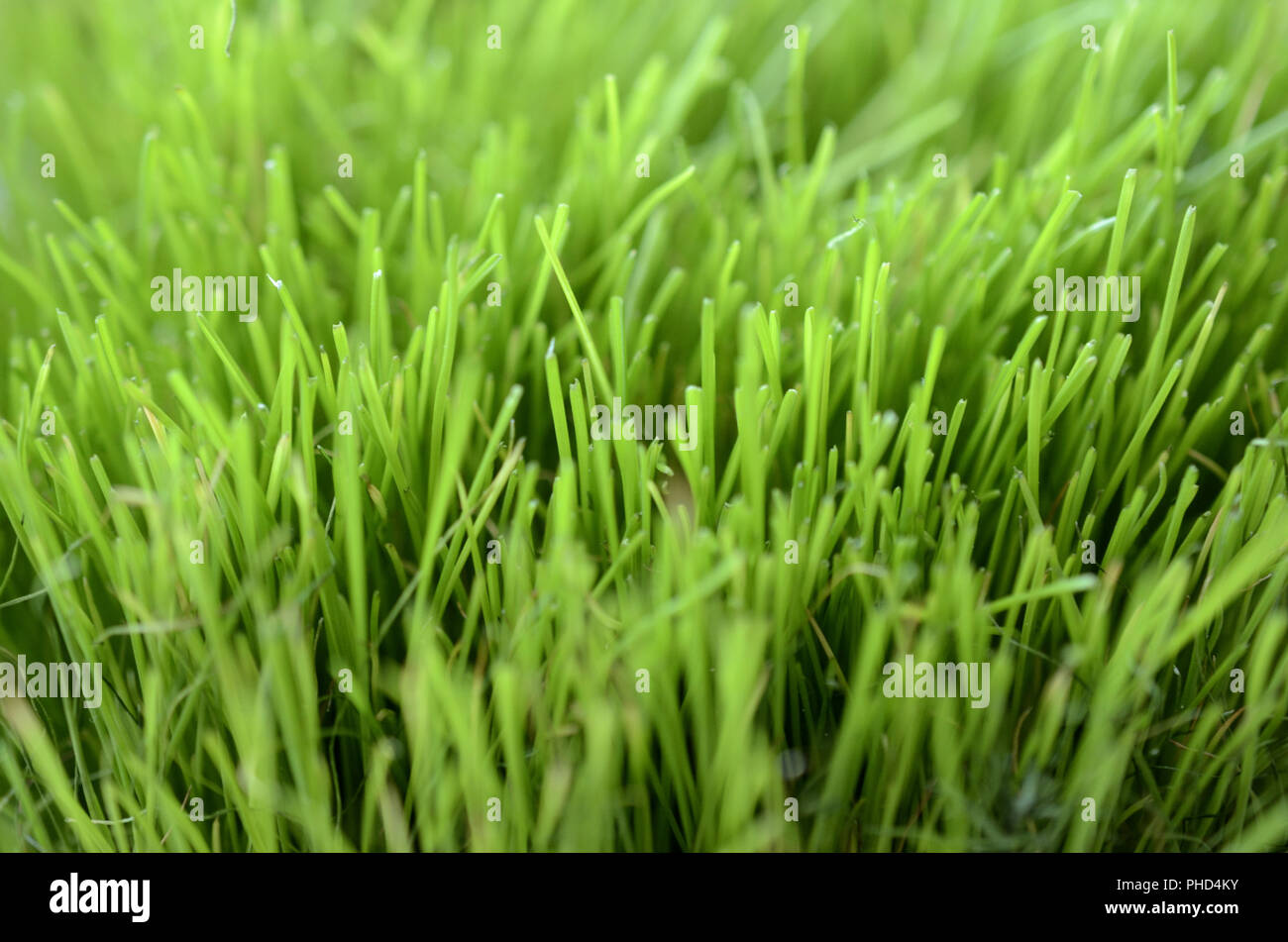 In der Nähe der üppigen, grünen Gras Stockfoto