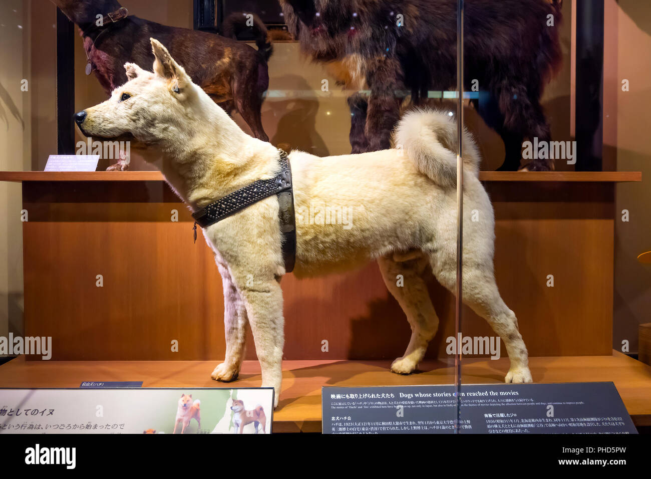 TOKYO, Japan - 29. APRIL 2018: Hachiko Akita Inu, ein treuer Hund, der  bemerkenswerte Treue zu seinem Besitzer. Die gefüllte Fell und Haut an der  Nation angezeigt Stockfotografie - Alamy