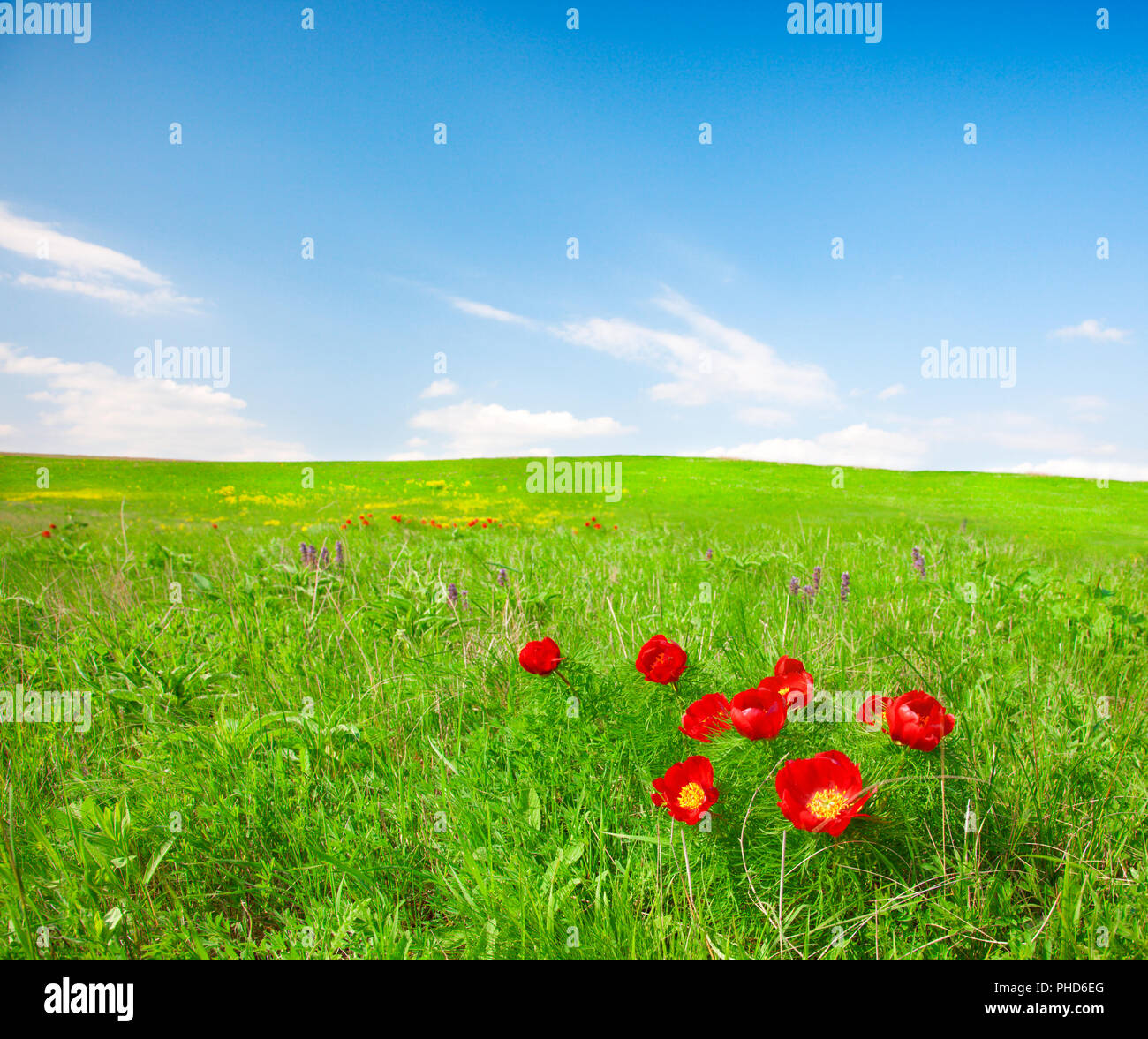 Rote Blumen Feld unter blauem Himmel Stockfoto