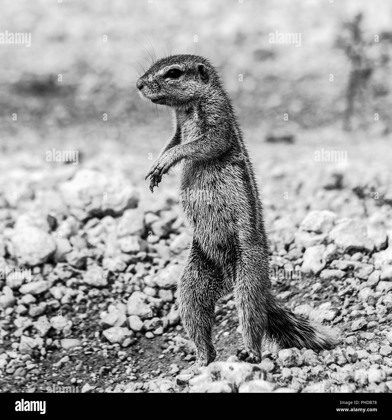 Afrikanische Borstenhörnchen Stockfoto