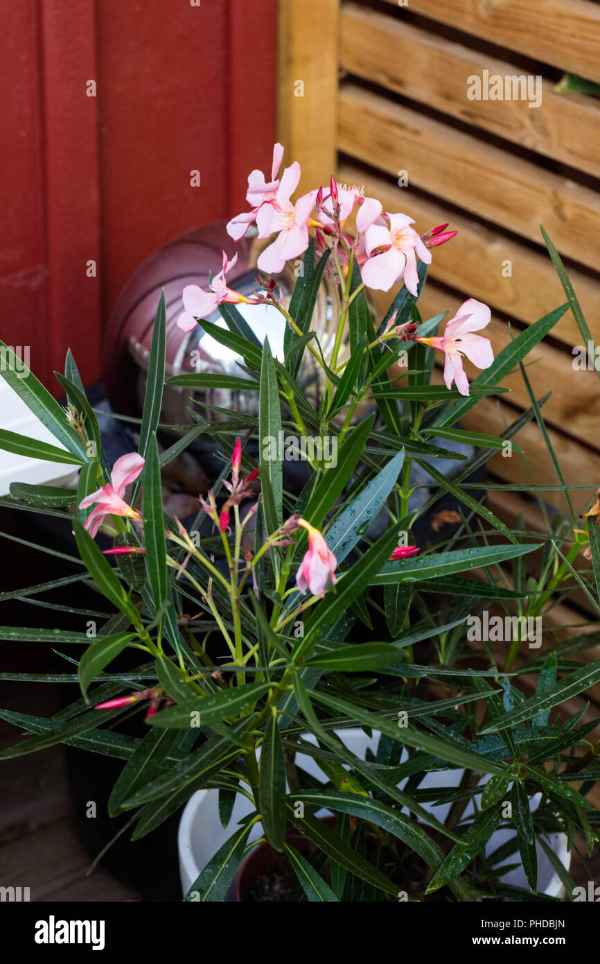 Die almon', Nerium oleander (Nerium oleander) Stockfoto