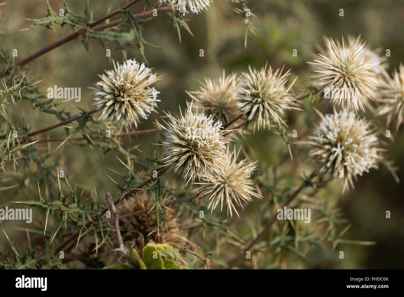 Köpfe der Thistle Echinops macrochaetus Stockfoto