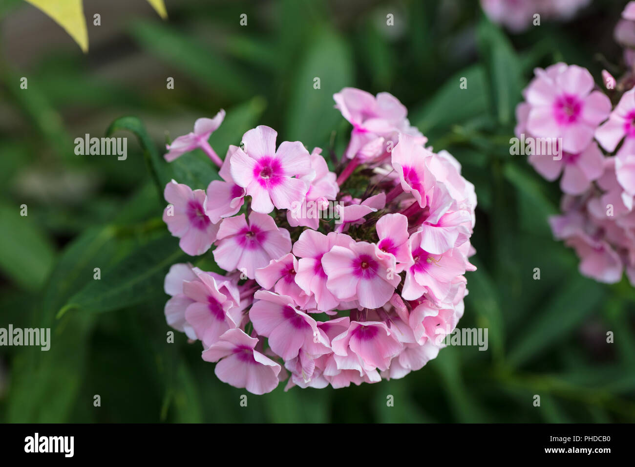 'Bright Eyes' Garten Phlox, Höstflox (Phlox paniculata) Stockfoto