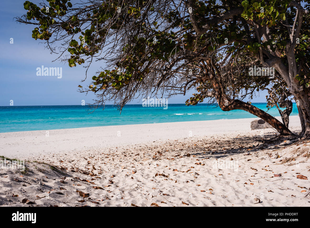 Varadero, Kuba/17. März 2016: mit Bäumen gesäumten Pfad zum Strand von Varadero. Stockfoto