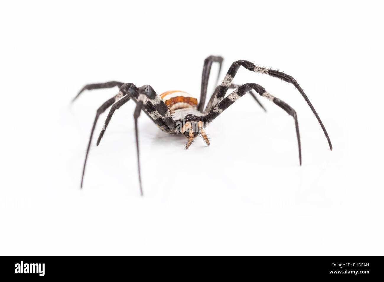 Wasp Spider auf Weiß Stockfoto
