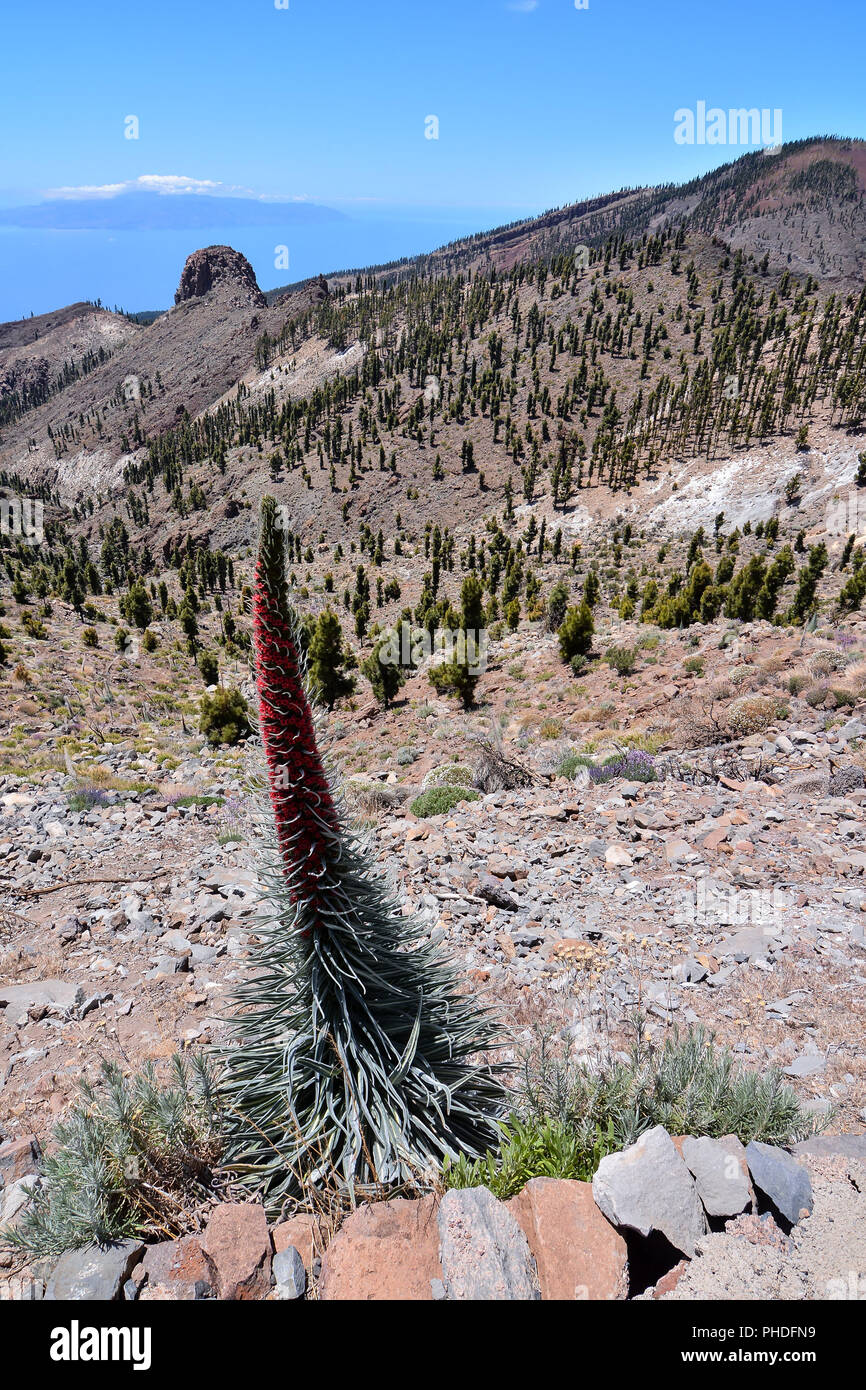 Rote tajinaste Blumen auf den Vulkan El Teide Stockfoto